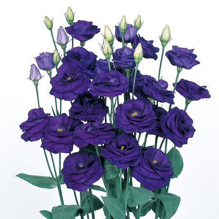 Rosita 2 Sapphire, (F1) Lisianthus Seeds image number null